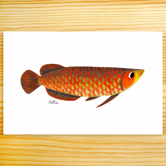 Arowana - 11x17 Art Print